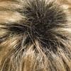 27GR | Strawberry blonde with dark blonde highlights and dark brown roots